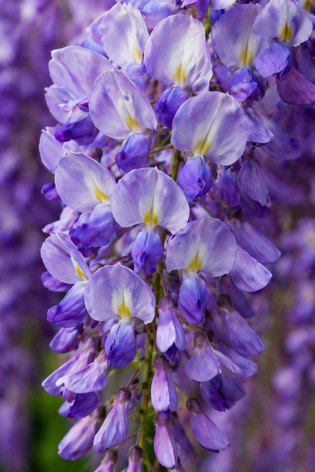 Kínai lilaakác Wisteria sinensis virágfürt közelről