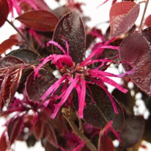 Kínai rojtosvirág Loropetalum chinense rózsaszín rojtos virág közeli