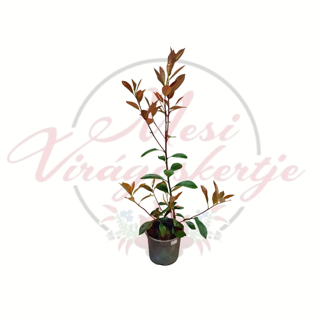 Korallberkenye Photinia fraseri fiatal piros hajtású örökzöld díszcserje 14 cm cserépben