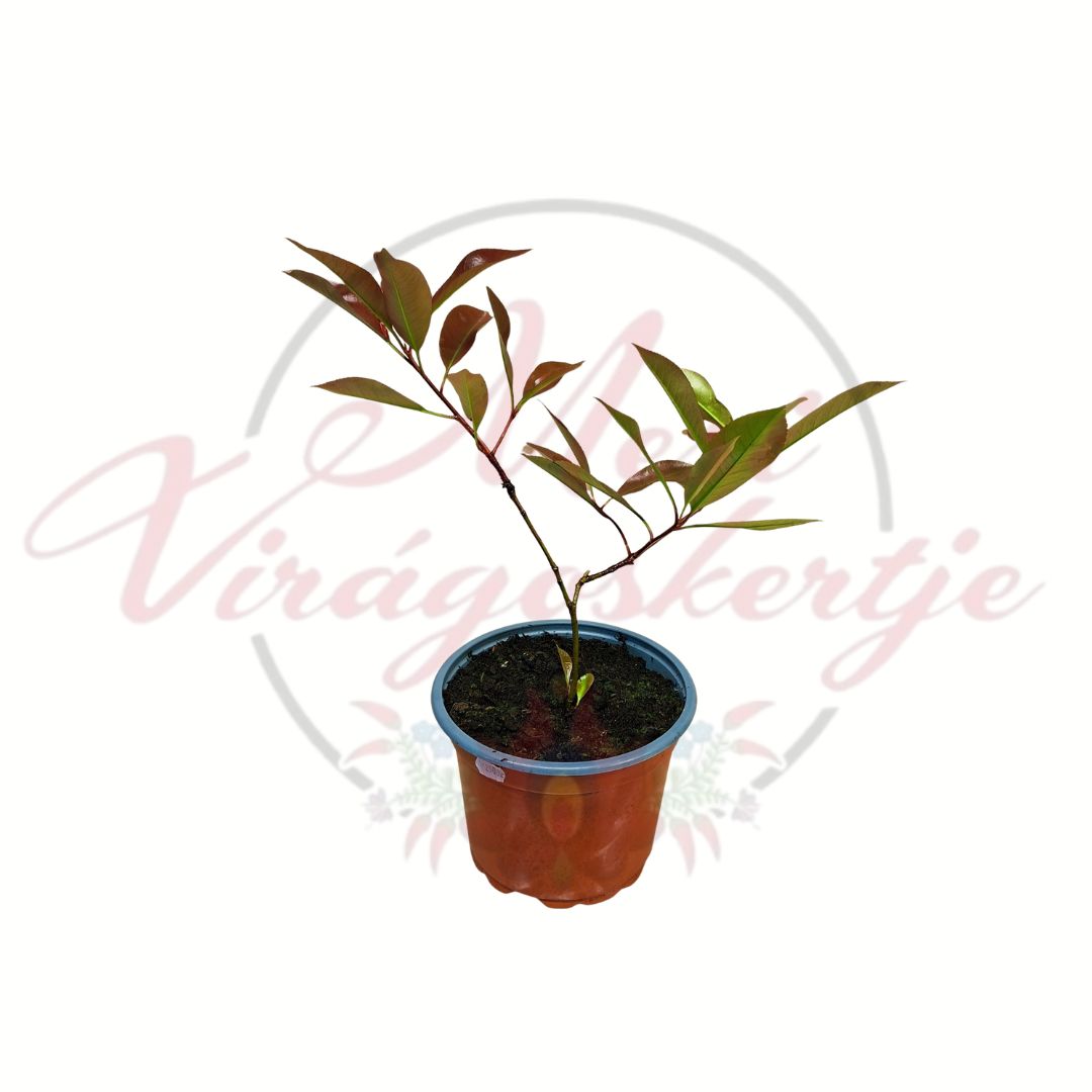 Korallberkenye Photinia fraseri fiatal örökzöld díszcserje piros hajtásokkal 16 cm cserépben