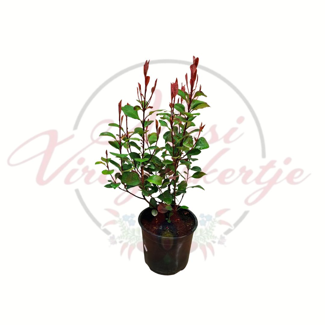 Korallberkenye Photinia fraseri piros hajtású örökzöld díszcserje 18 cm cserépben