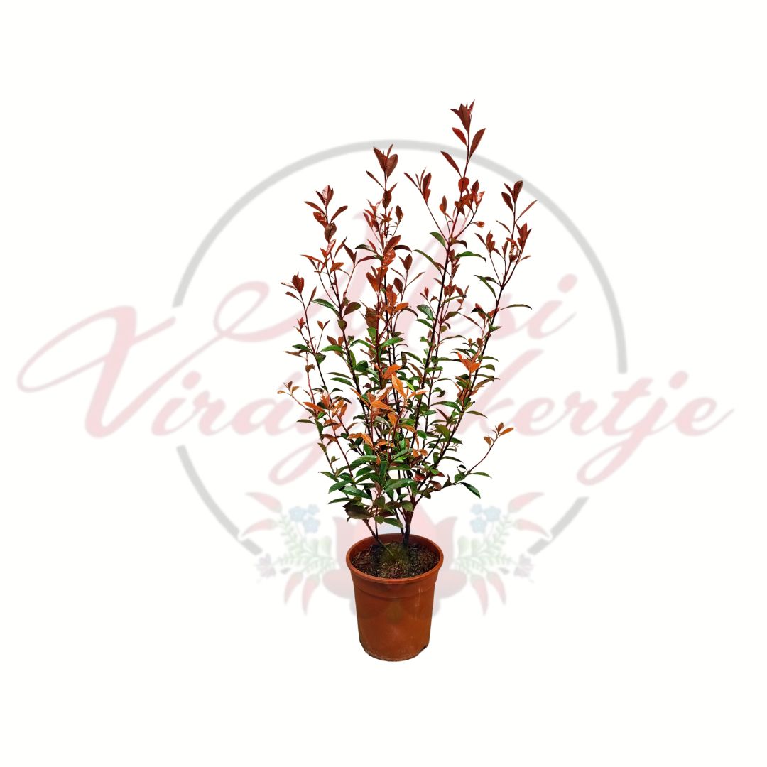 Korallberkenye Photinia fraseri piros hajtású örökzöld díszcserje 20 cm cserépben