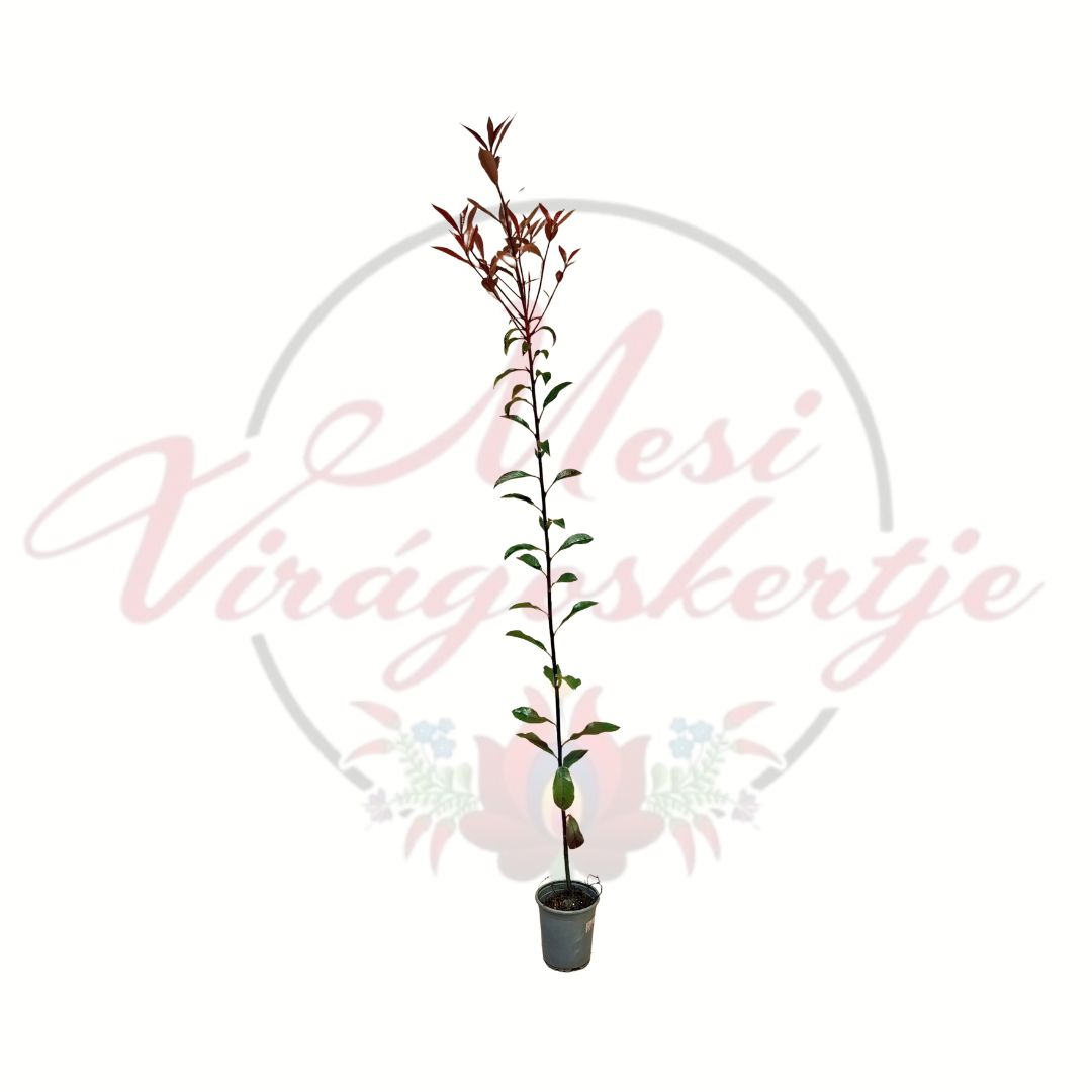 Korallberkenye Photinia fraseri karcsú piros hajtású örökzöld díszcserje 9 cm cserépben