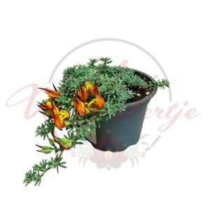 Korallkerep Lotus berthelotii csüngő növény narancssárga virágokkal