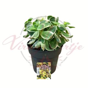 Koreai varjúháj Atlantis Sedum takesimense tarka levelű pozsgás cserépben