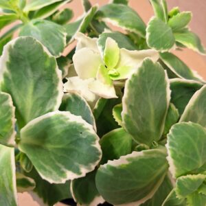 Koreai varjúháj Atlantis tarka zöld-fehér levelek közelről