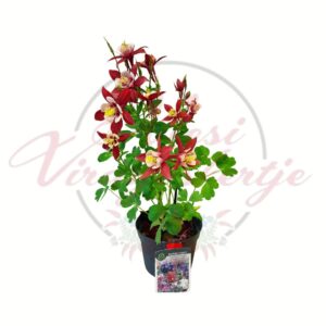 Közönséges harangláb Aquilegia vulgaris Grandmother's Garden cserepes évelő növény