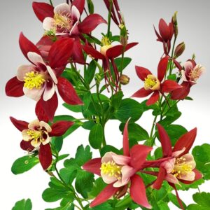 Közönséges harangláb Aquilegia vulgaris Grandmother's Garden piros virág közelről