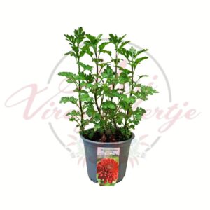 Piros krizantém Chrysanthemum indicum Brockenfeuer cserepes növény