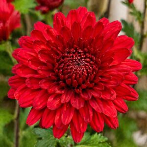 Piros krizantém virág közelről Chrysanthemum indicum Brockenfeuer