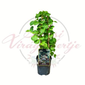 Kúszó hortenzia Hydrangea anomala subsp petiolaris futónövény cserépben