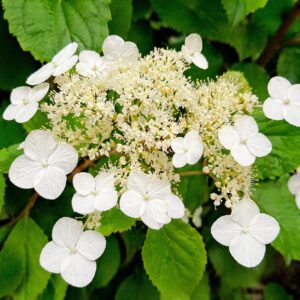 Kúszó hortenzia virág közelről Hydrangea anomala subsp petiolaris