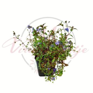 Kúszó veronika (Veronica prostrata) kék virágú talajtakaró növény cserépben