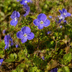 Kúszó veronika (Veronica prostrata) kék virágai a kertben közelről