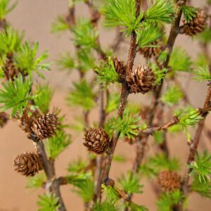 Japán vörösfenyő kis tobozokkal közelről Larix kaempferi