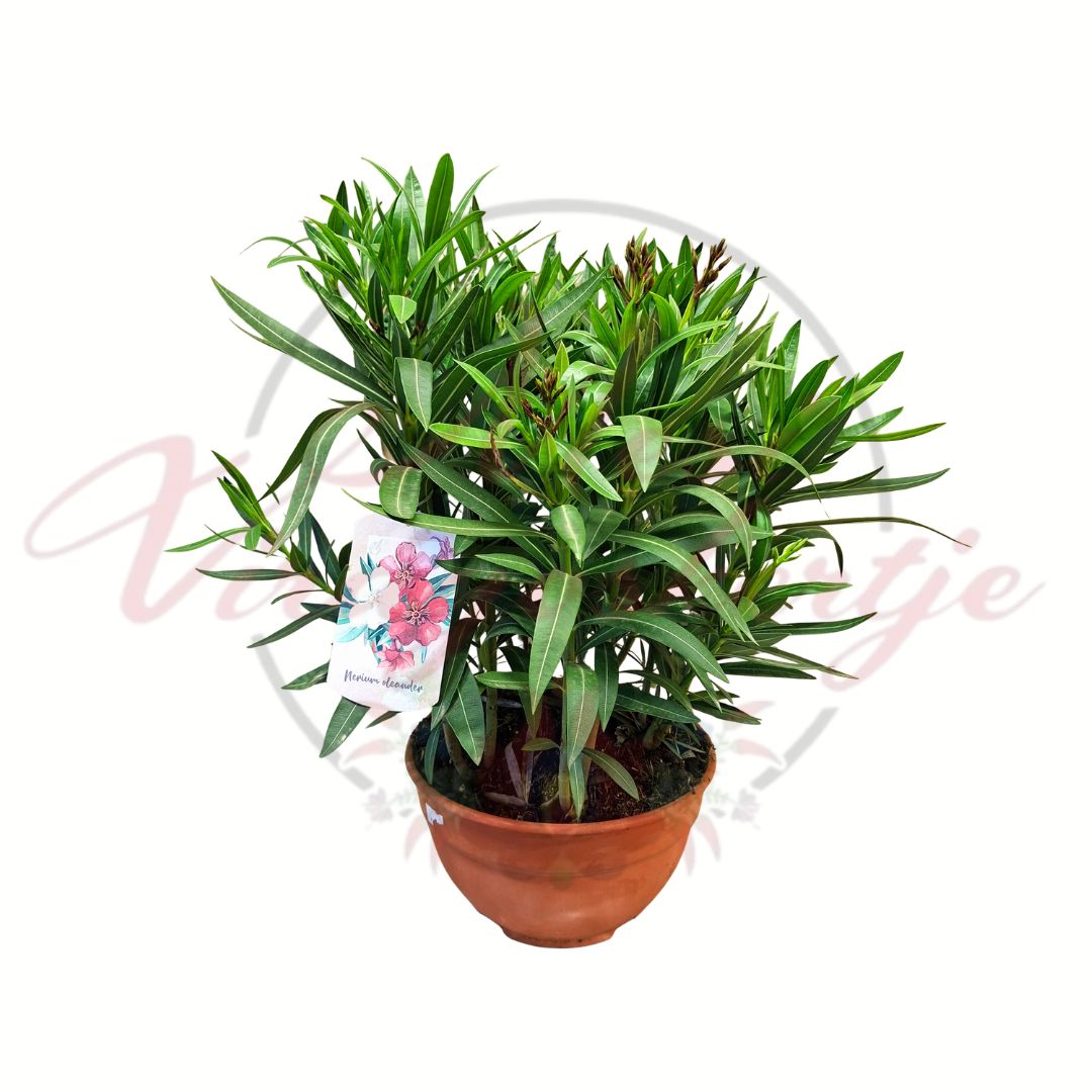 Leander Nerium oleander nagy méretű mediterrán dísznövény 26 cm cserépben