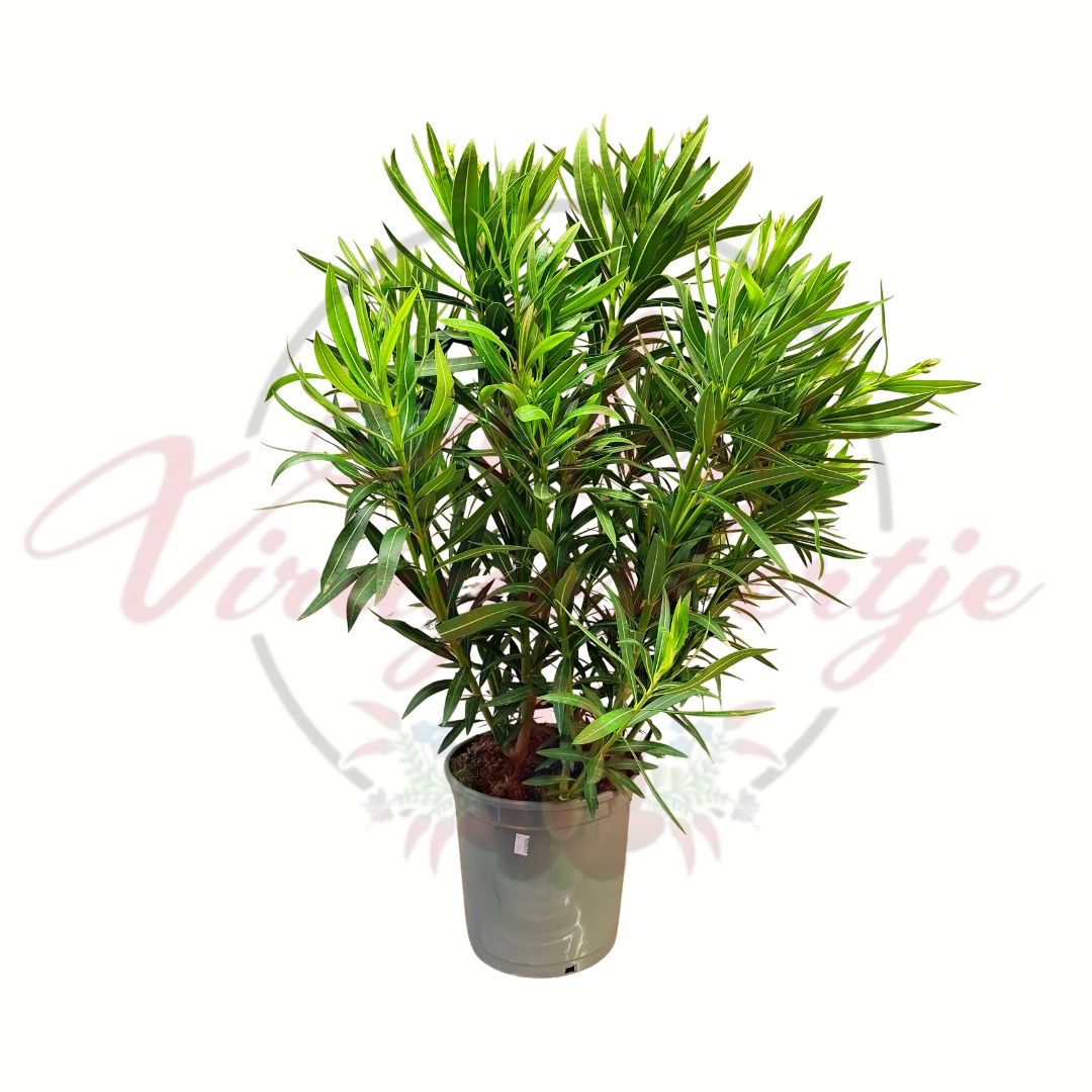 Leander Nerium oleander magas növekedésű mediterrán dísznövény 16 cm cserépben
