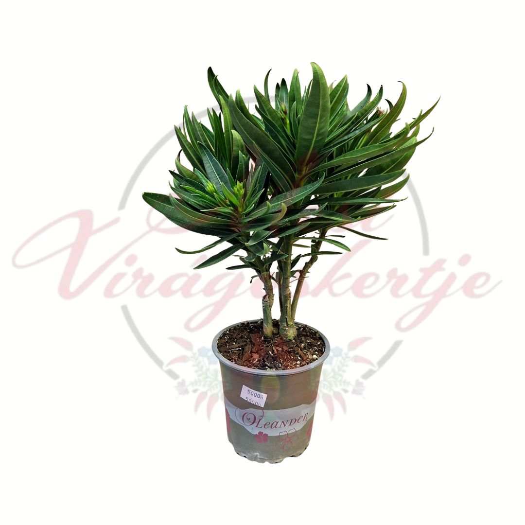 Leander Nerium oleander örökzöld mediterrán dísznövény 12,5 cm cserépben