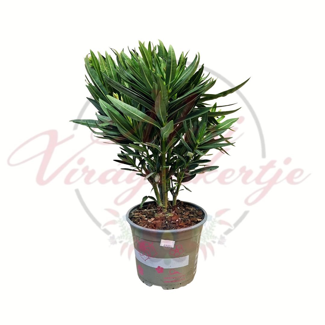 Leander Nerium oleander örökzöld mediterrán dísznövény 17 cm cserépben