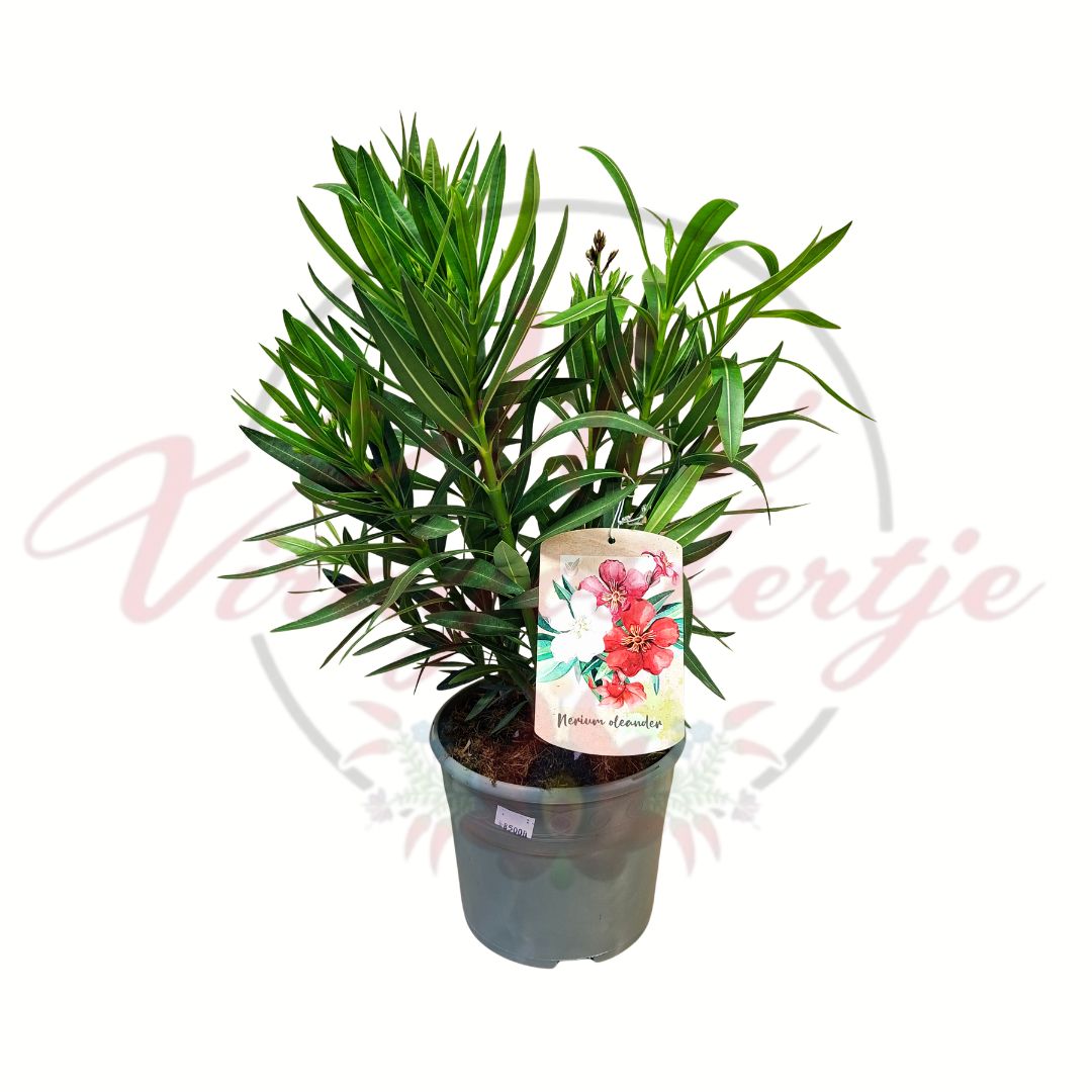 Leander Nerium oleander örökzöld mediterrán dísznövény 18,5 cm cserépben