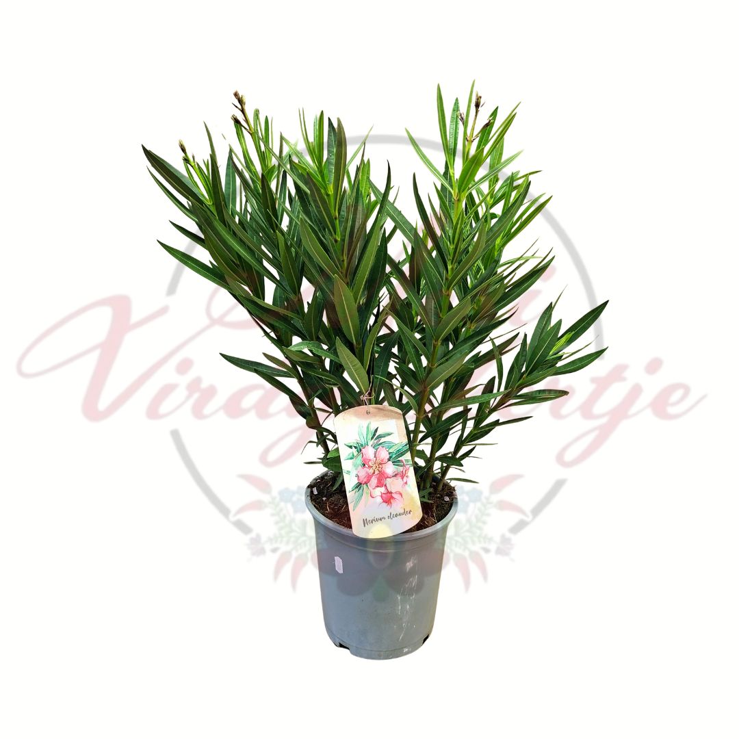 Leander Nerium oleander bokros örökzöld mediterrán dísznövény 20 cm cserépben