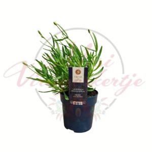 Levendula Lavandula sp. illatos cserepes növény