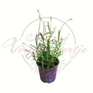 Levendula Lavandula sp. cserepes növény bimbós állapotban