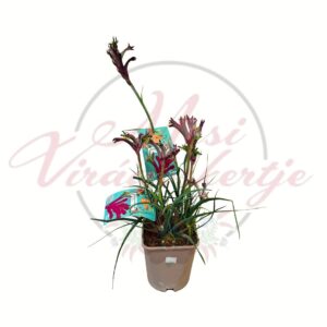 Lila kengurumancs Anigozanthos cserepes dísznövény virágbimbókkal