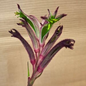 Lila kengurumancs Anigozanthos virág közeli makró képe