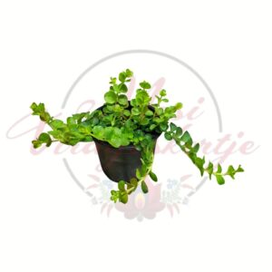 Lizinka Lysimachia nummularia csüngő zöld levelű növény cserépben