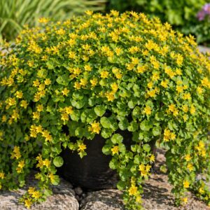 Lizinka Lysimachia nummularia virágzó csüngő talajtakaró növény