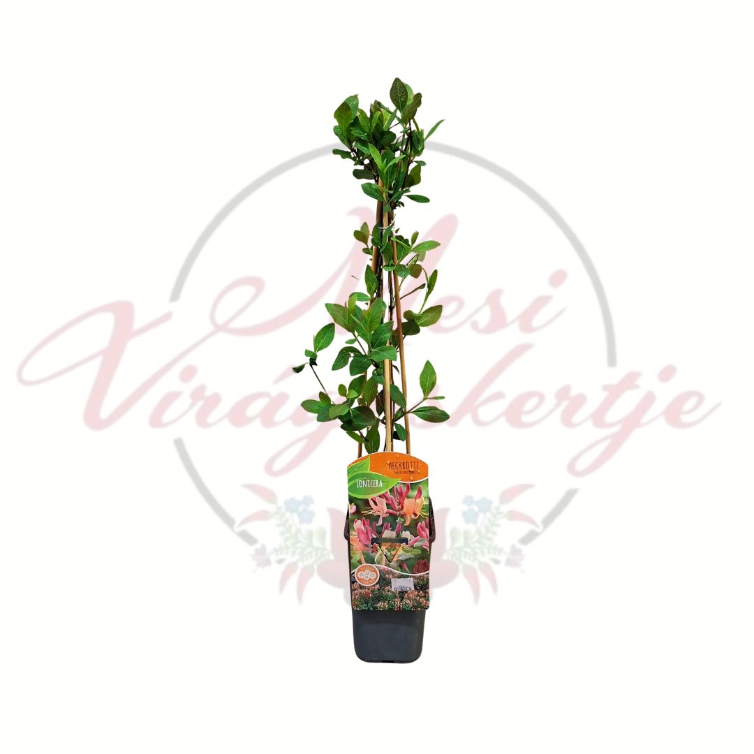 Illatos kerti lonc Lonicera narancs rózsaszín virágú kúszónövény