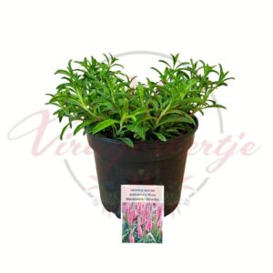 Macskafarkú veronika Veronica spicata Anniversary Rose rózsaszín évelő növény cserépben