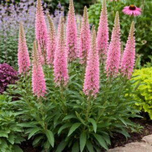 Macskafarkú veronika Veronica spicata Anniversary Rose rózsaszín virágzó növény kertben