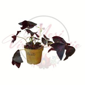 Lila madársóska Oxalis triangularis dekoratív szobanövény cserépben