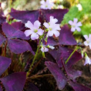 Lila madársóska Oxalis triangularis virágzó növény közeli képe természetes környezetben