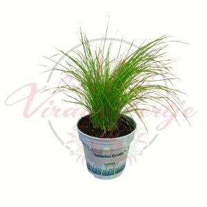 Mini díszfű Eleocharis acicularis finom szálú zöld levelekkel cserépben