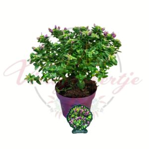 Mirtuszlevelű pacsirtafű Polygala myrtifolia Bibi Pink bokros virágzó növény