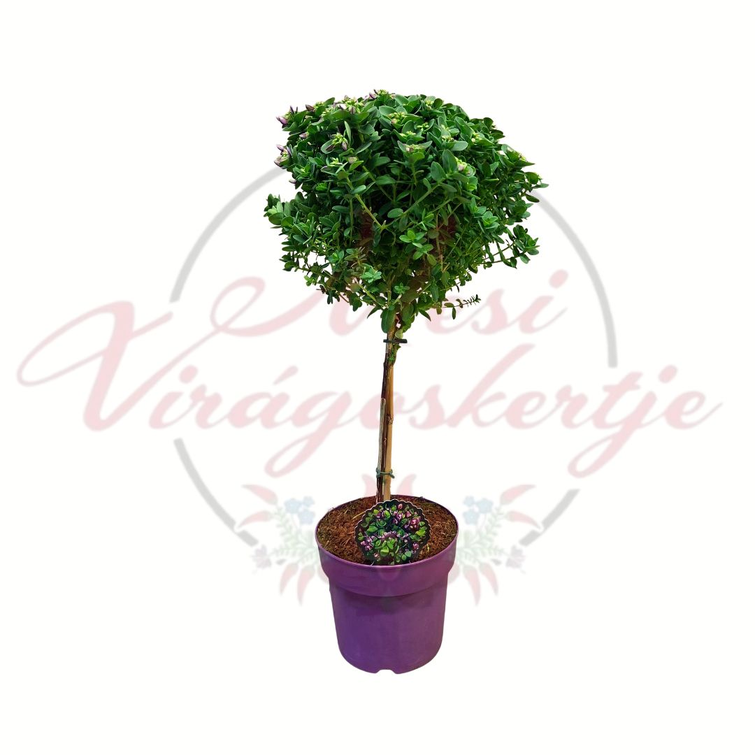 Mirtuszlevelű pacsirtafű Polygala myrtifolia Bibi Pink törzses dísznövény