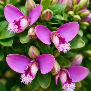 Mirtuszlevelű pacsirtafű Polygala myrtifolia Bibi Pink virág közelről