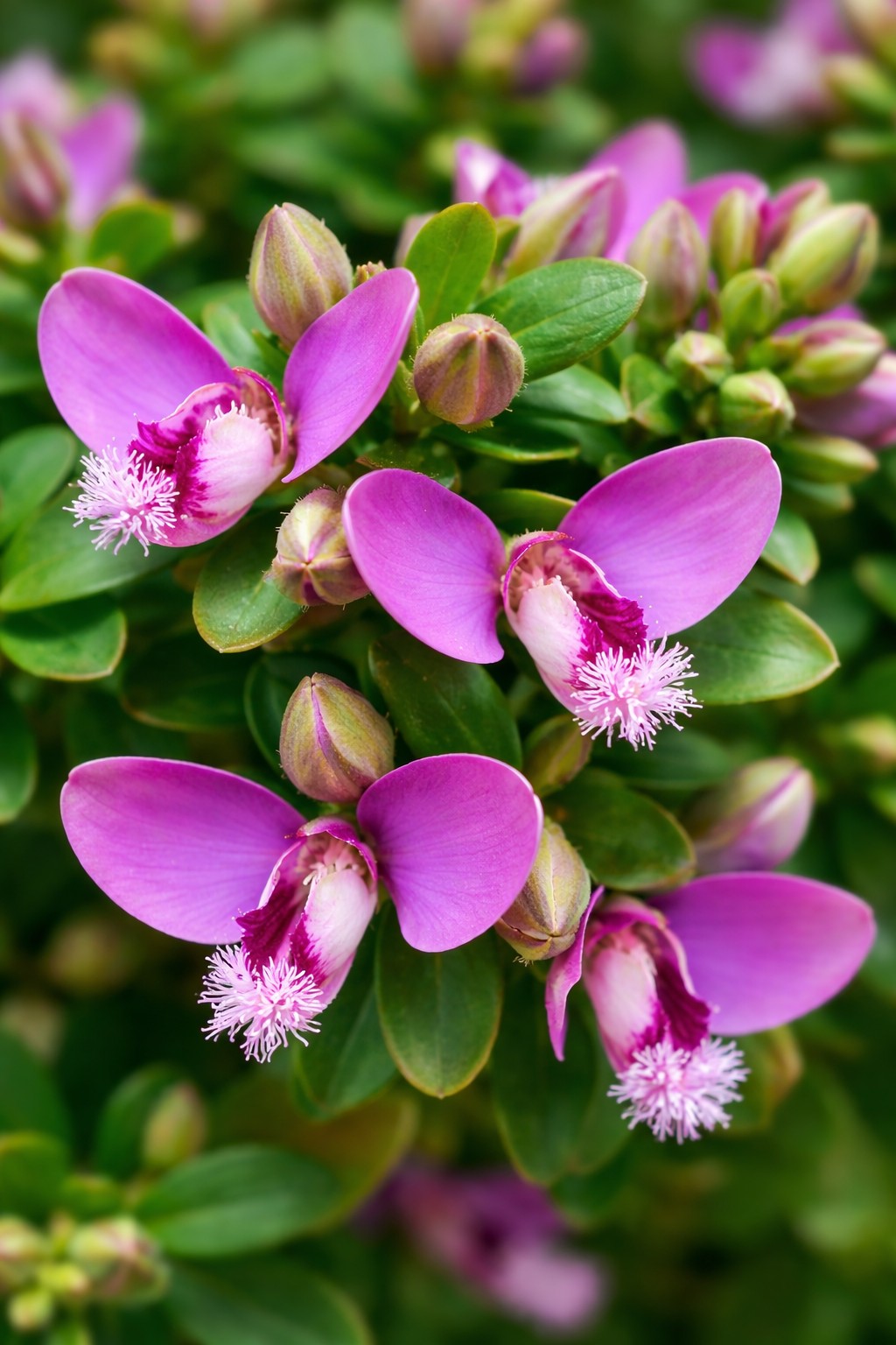 Mirtuszlevelű pacsirtafű Polygala myrtifolia Bibi Pink virág közelről