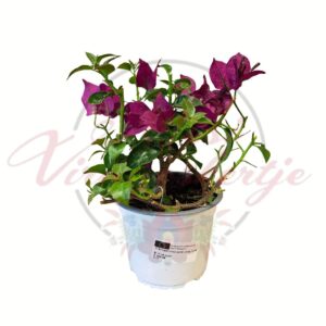 Murvafürt cserepes virágzó növény Bougainvillea