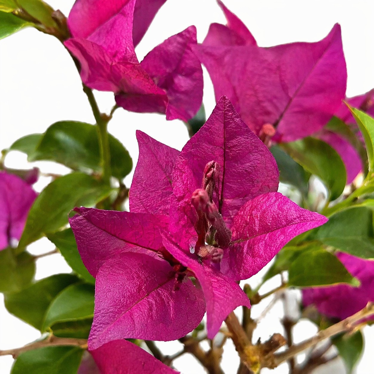 Murvafürt Bougainvillea közeli virág makró felvétel