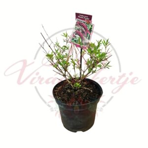 Nyári orgona Buddleja davidii Nanho Purple lila virágú lepkecsalogató cserje