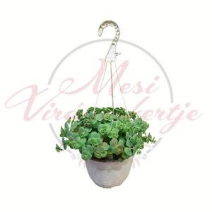 Októberi varjúháj Hylotelephium sieboldii csüngő kaspós pozsgás növény