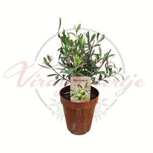 Olajfa Olea europaea mediterrán cserepes dísznövény fiatal növény