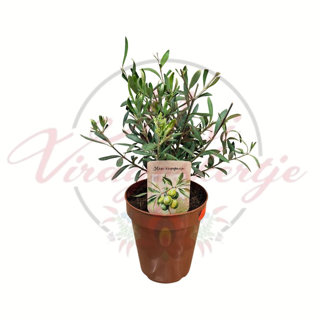 Olajfa Olea europaea mediterrán cserepes dísznövény fiatal növény