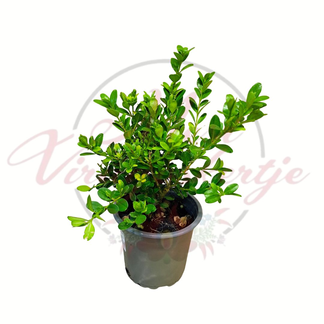 Örökzöld puszpáng Buxus sempervirens cserepes díszcserje