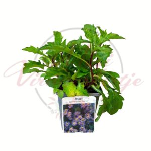 Őszirózsa Asran cserepes évelő növény zöld lombbal