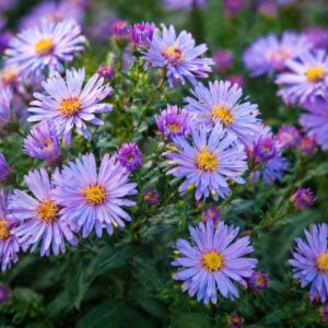 Őszirózsa Asran lila virágai közeli makró fotón